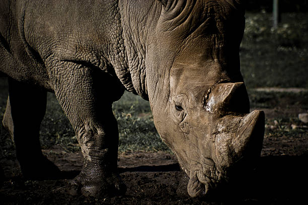 носорог на поле - eco turism стоковые фото и изображения