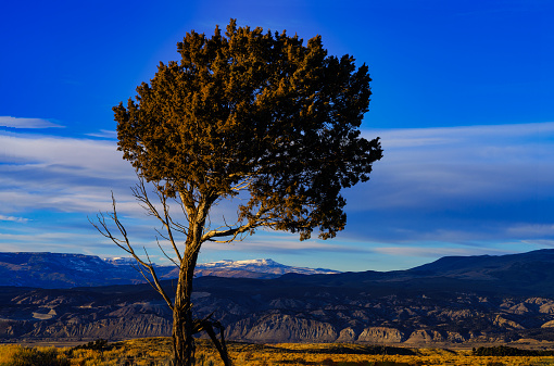 Lone Juniper Tree and Flat Tops Mountains View - Sunset golden hour light and scenic mountain backdrop in early winter/late fall.