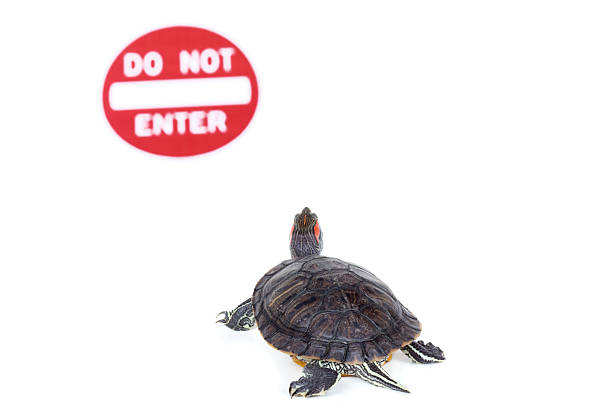 istock Turtle in front of 