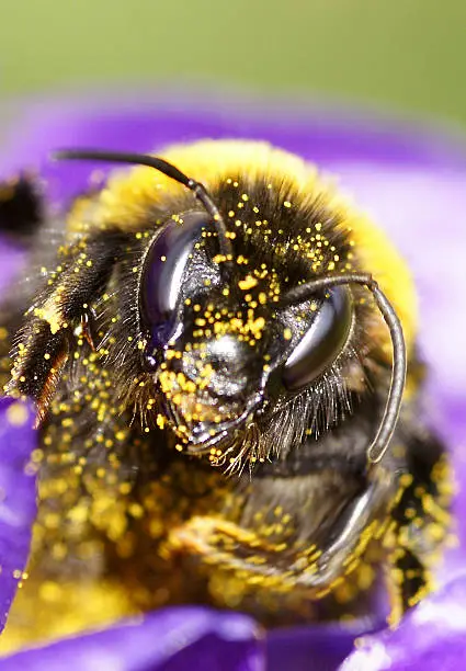 Photo of Bumblee-bee on crocus