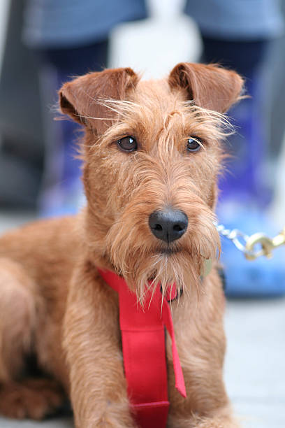 独特の犬をお探しですか - welsh terrier terrier irish terrier scottish terrier ストックフォトと画像