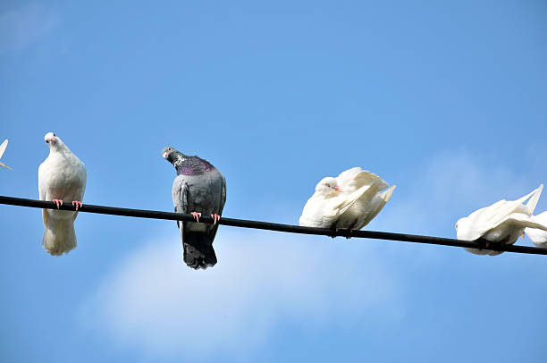 istock The pigeons sits a electrical line 182250297