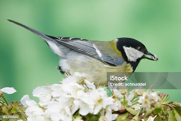 Chapimreal - Fotografias de stock e mais imagens de Alimentar - Alimentar, Alto-Contraste, Amarelo