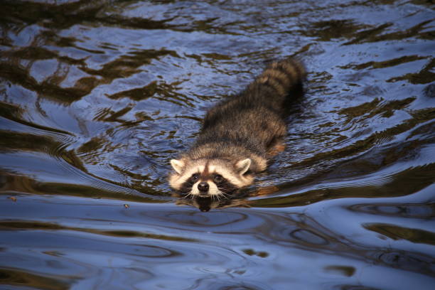 swimming raccoon