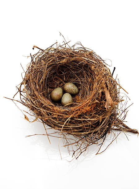 istock Birds nest eggs speckled isolated on white 182250617
