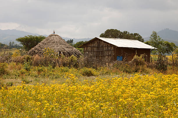 african capanna in etiopia - hut africa grass hut mud hut foto e immagini stock