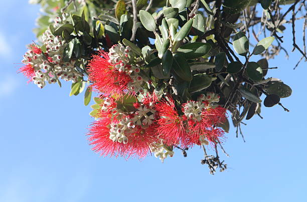 istock Pohutukawa flowers 182250902