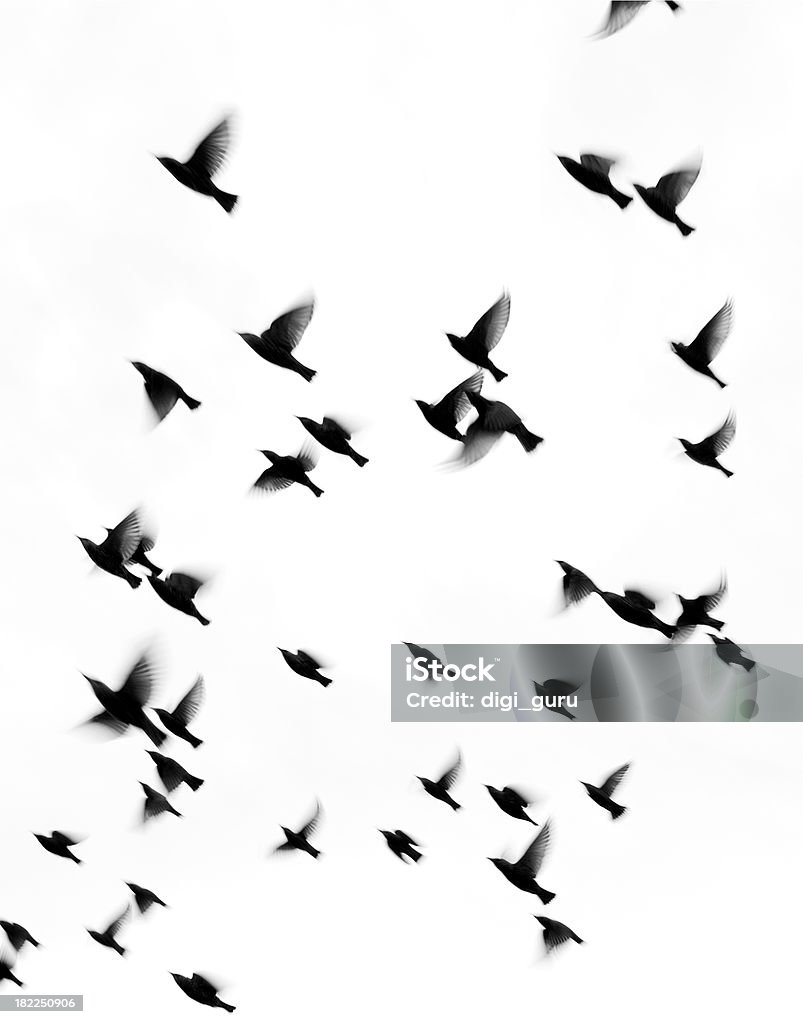 Starlings im Herbst Migration fly south - Lizenzfrei Abstrakt Stock-Foto