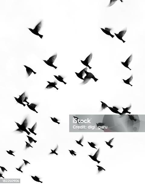 Starlings Осенью Миграции Fly South — стоковые фотографии и другие картинки Абстрактный - Абстрактный, Чёрно-белый, Птица