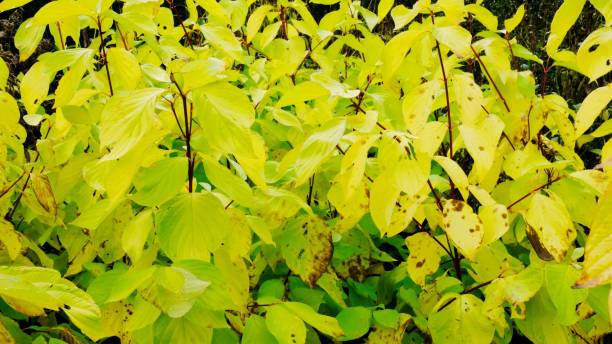 Dogwood The leaves of Cornus Alba "Aurea"  in autumn cornus sanguinea stock pictures, royalty-free photos & images