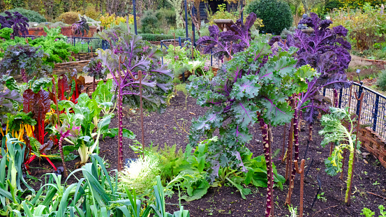 Autumn vegetable garden including kale, chard and leeks