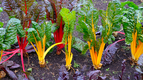 Close-up of chard growing in an autumn garden