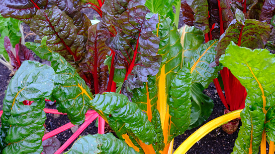 Close-up of chard growing in an autumn garden