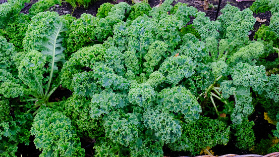 Close-up of curly kale growing in an autumn garden.