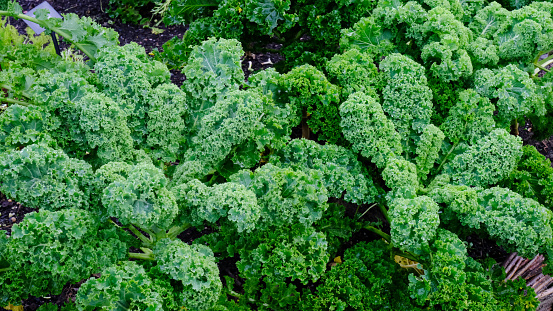 Close-up of curly kale growing in an autumn garden.