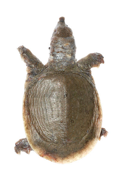 istock turtle dead of white spot disease 182251201