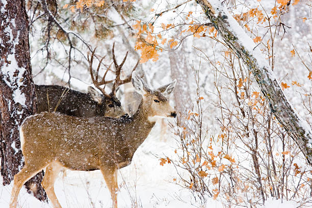 istock Colorado Mule Deer in the Winter Snow 182251415