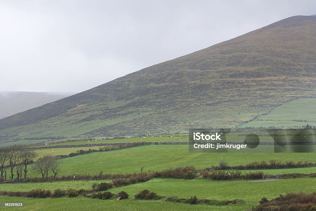 Ovelha branca ponto uma encosta verde Irlanda. - Royalty-free Ao Ar Livre Foto de stock