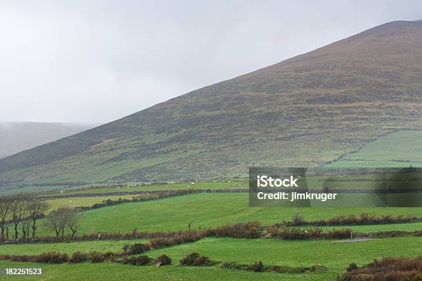 Ovelha Branca Ponto Uma Encosta Verde Irlanda - Fotografias de stock e mais imagens de Ao Ar Livre - Ao Ar Livre, Condado de Clare, Cor verde