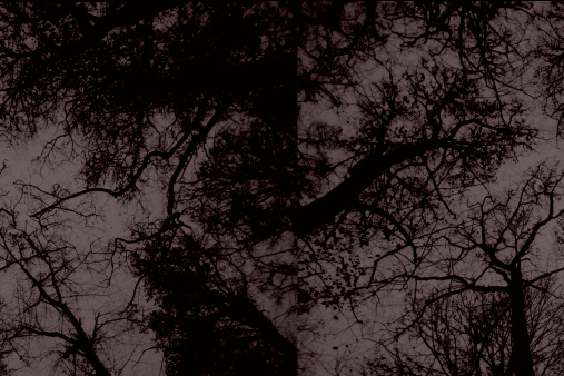 Tree branches against gray seen from the ground - intentionally added grain.