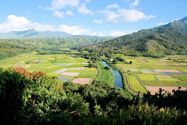 istock Hanalei Valley View on a beautiful summer day 182251615