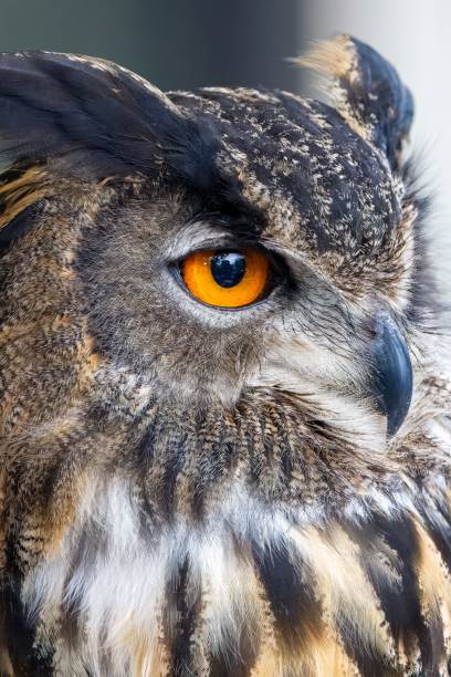istock Majestic eagle owl staring with its bright orange eyes 1822517515