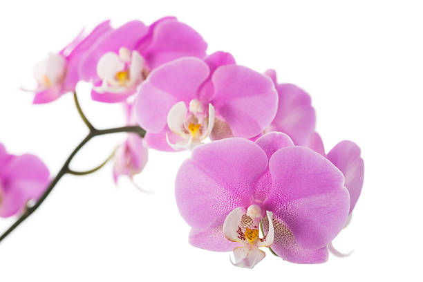 istock Orchid Flowers on White with Copy Space 182251770