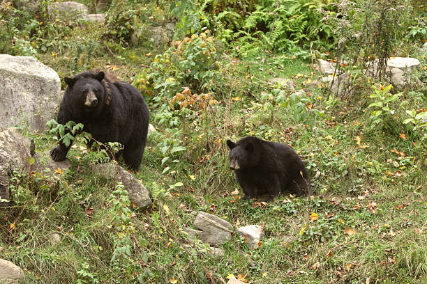 Black Bear Mama and Cub in the Wild stock photo
