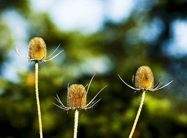 갬 여름 Thistles 스톡 사진