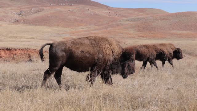 Bison in Wind Cave National Park in South Dakota