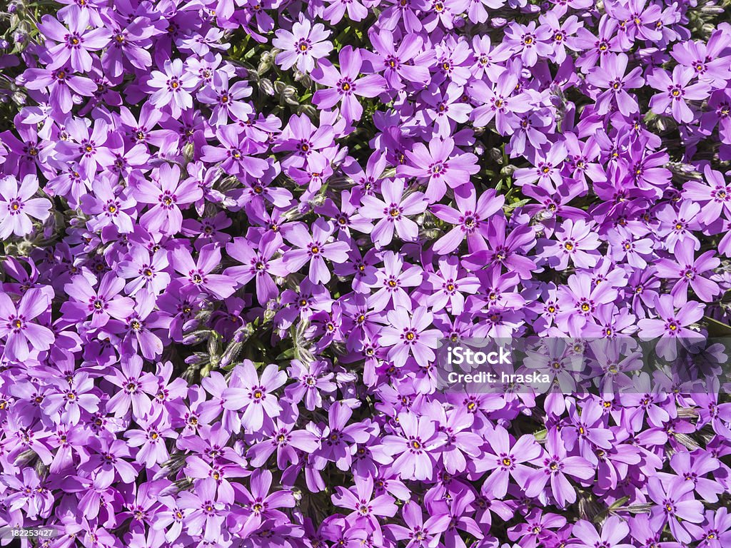 Purple phlox flower - Zbiór zdjęć royalty-free (Bez ludzi)