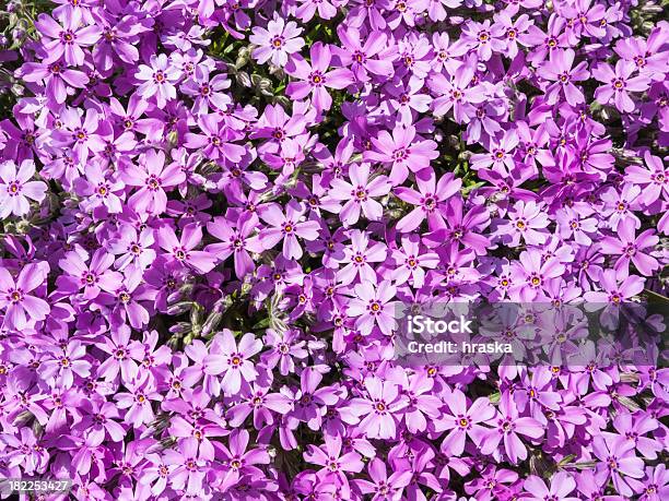 Purple Phlox Flower - zdjęcia stockowe i więcej obrazów Bez ludzi - Bez ludzi, Bliski, Bliskie zbliżenie