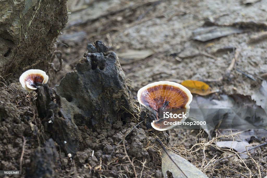 Champignon - Photo de Aliment libre de droits