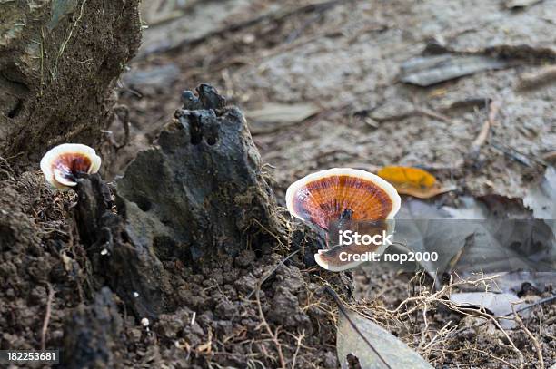 Photo libre de droit de Champignon banque d'images et plus d'images libres de droit de Aliment - Aliment, Automne, Biologie