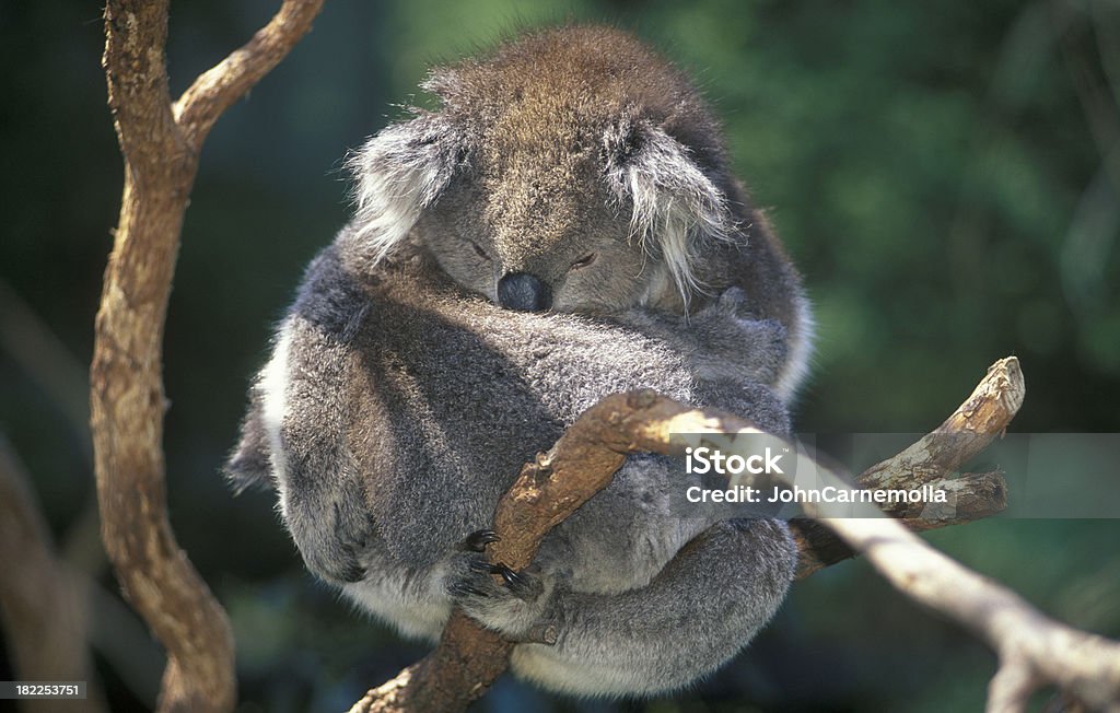 Koala - Lizenzfrei Australien Stock-Foto