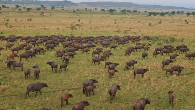 Buffaloes herd running in Kidepo Valley National Park, Uganda in Africa. Aerial drone view