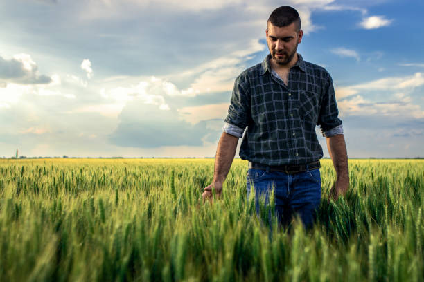 istock Young farmer walking in a green wheat field examining crop. 1822549248