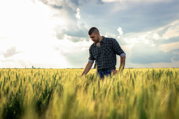 istock Young farmer standing in a green wheat field examining crop. 1822549430