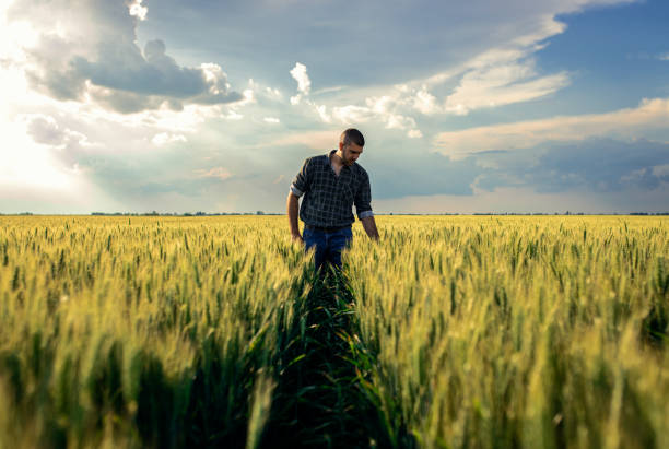 istock Young farmer walking in a green wheat field examining crop. 1822549868