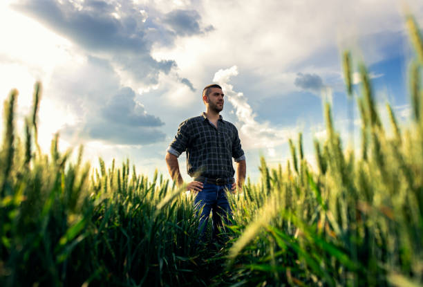 istock Young farmer standing in a green wheat field examining crop. 1822550030