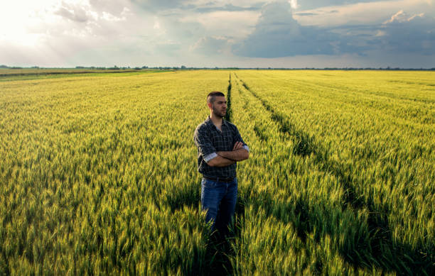 istock Young farmer standing in a green wheat field examining crop. 1822550040