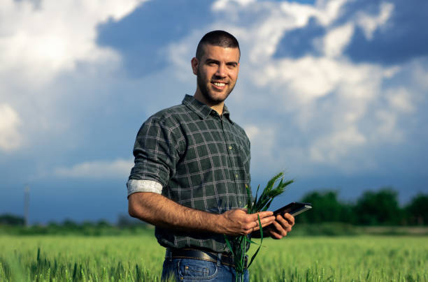 istock Young farmer in a wheat field, using a tablet and examining crop. 1822550232