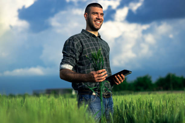 istock Young farmer in a wheat field, using a tablet and examining crop. 1822550380