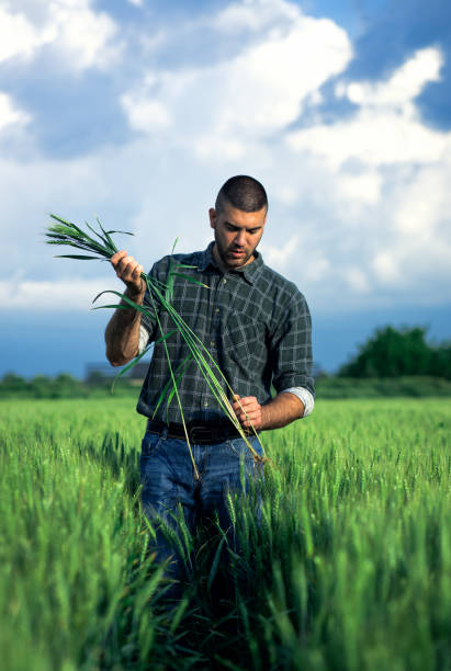 istock Young farmer standing in a green wheat field examining crop. 1822550589