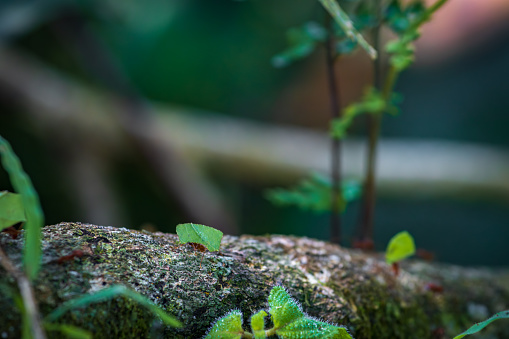 Ants carrying leafs in Nauyaca Waterfall Nature Park (Costa Rica)