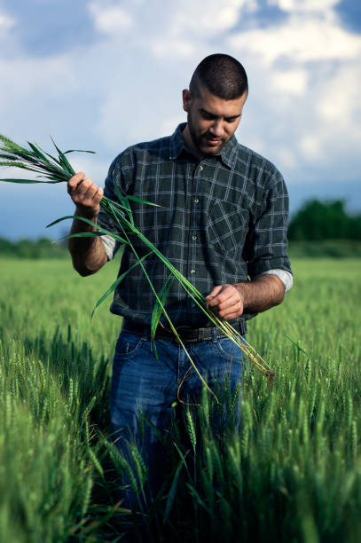 istock Young farmer standing in a green wheat field examining crop. 1822550627