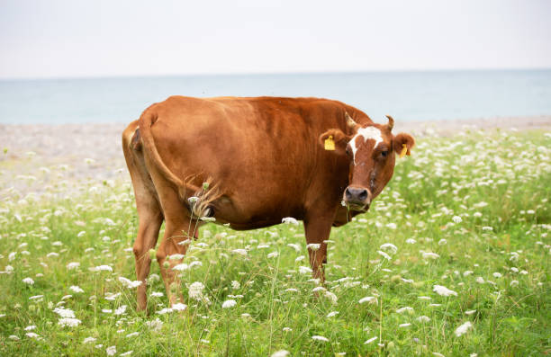 istock A red cow grazes in a flower meadow. 1822552321