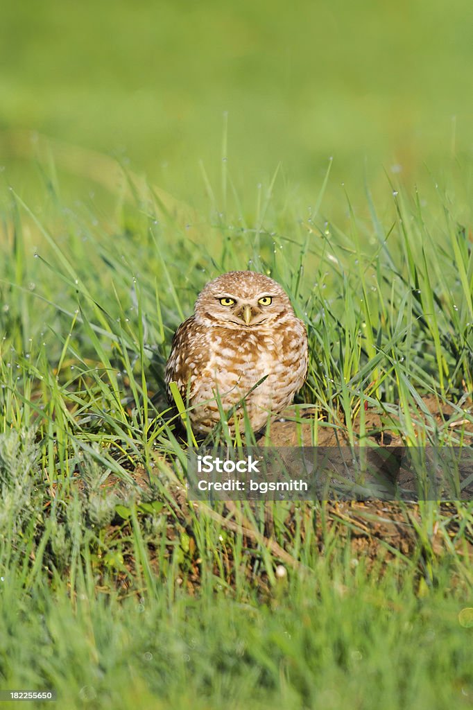 Mochuelo excavador (Athene cunicularia) - Foto de stock de Agujero libre de derechos