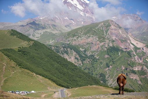 Nepalese long-haired yak,Himalaya mountains