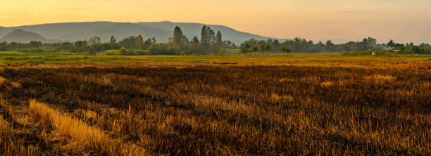 istock Rice field of fire burning rice straw 1822564245